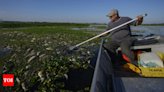 Tons of dead fish cover major river in Brazil after alleged dumping of industrial waste - Times of India