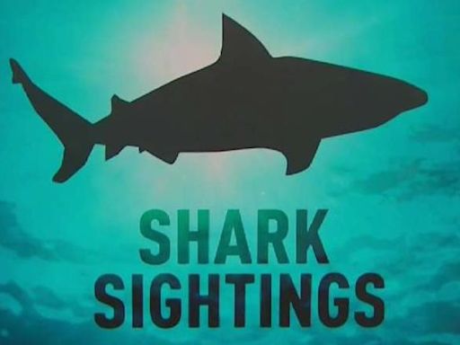 Shark sightings temporarily close stretch of Rockaway Beach