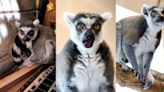 'King Julian', lemur found in Bloomington garage last year, finds permanent home in Kansas