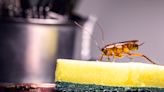 7 ways to keep bugs out of your house