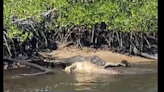 Feroz lucha en los Everglades: Caimanes se devoran entre sí en brutal batalla