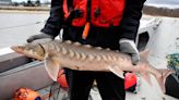 You can watch this ancient fish from shore in Maine