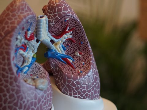 Mini Lung Models Reveal New Ways in Which COVID-19 Infection Spreads
