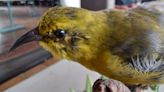 State researchers set to try new method to save endangered birds on Kauai