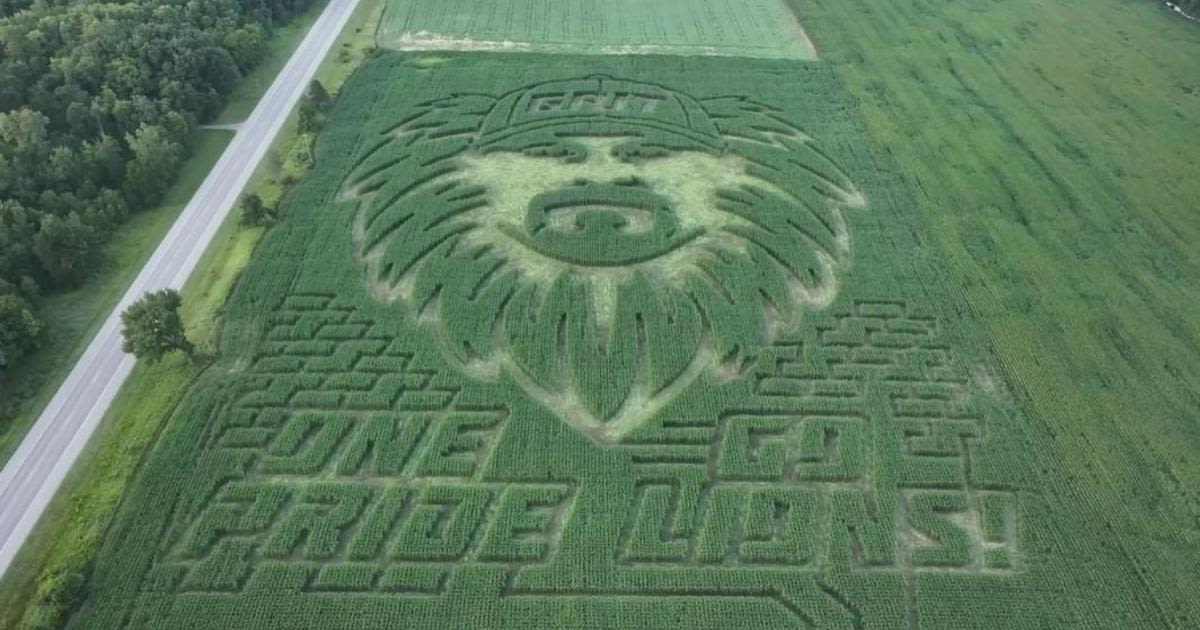 Face of Detroit Lions head coach Dan Campbell carved into corn maze at Michigan farm