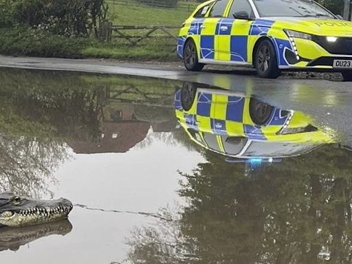 Police called to reports of ‘crocodile’ on the loose in village