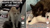 Why are cat owners on TikTok talking about making biscuits?