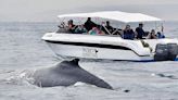 La aventura de navegar junto a las ballenas