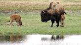 Hawaii man pleads guilty and is fined after death of baby bison at Yellowstone