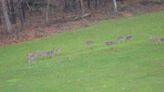 A Stroll Through the Garden: Controlling deer damage in your yard