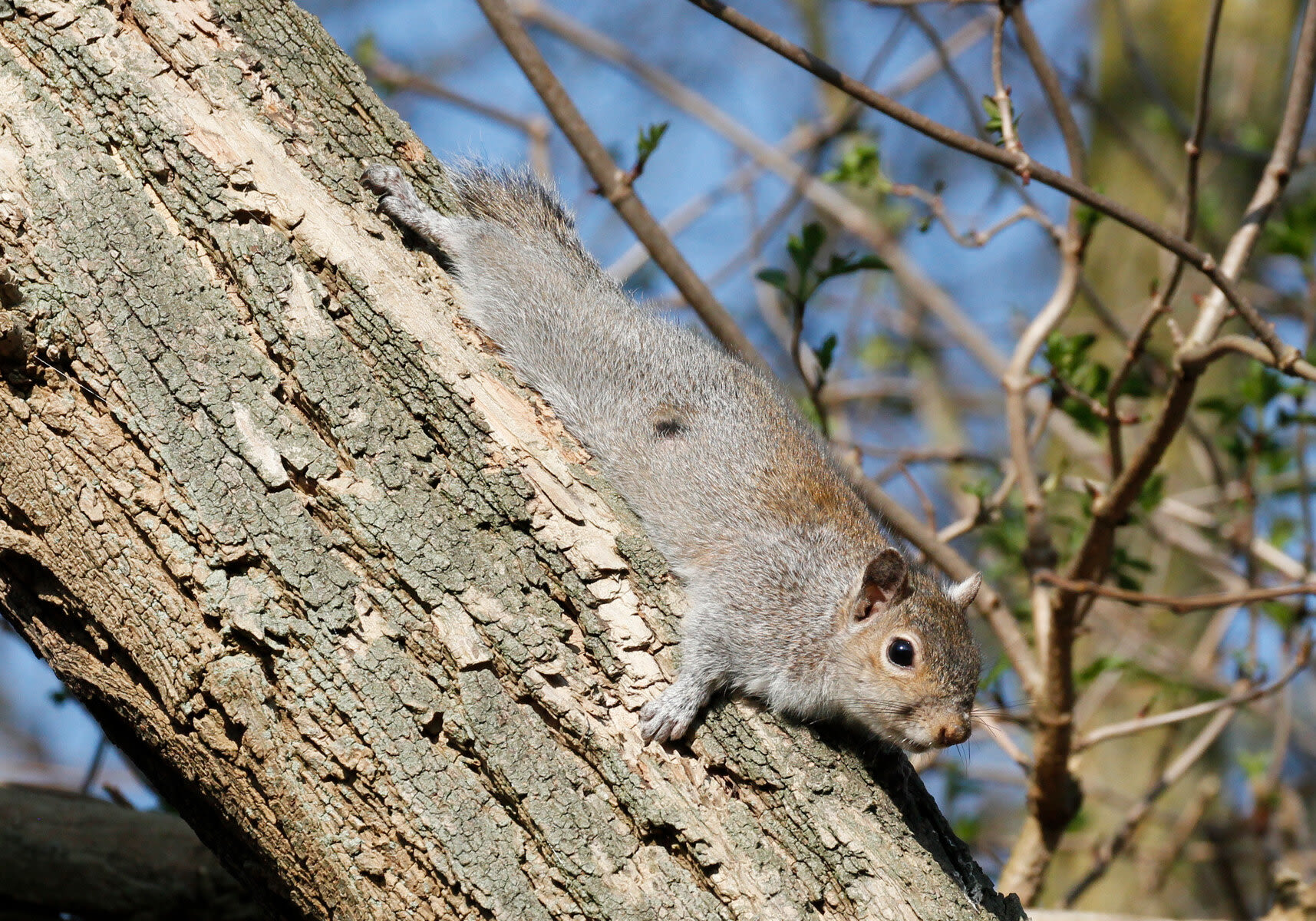 Study finds fewer invasive alien species on lands of Indigenous Peoples