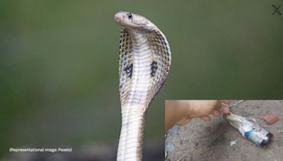 Watch: Cobra swallows cough syrup bottle in Bhubaneswar, viral video sparks discussion on littering