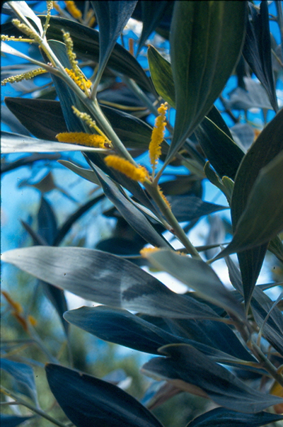 Acacia cowleana • Australian Native Plants Nursery • Plants ...