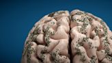 Qué es la encefalomielitis equina y cómo afecta a los humanos