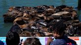 An Anchovy Feast Draws Sea Lions to San Francisco Pier