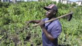 Farmers in Africa say their soil is dying and chemical fertilizers are in part to blame