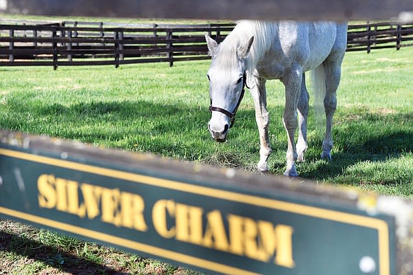 For ex-Derby winner Silver Charm, it’s a life of leisure at Kentucky retirement farm | Jefferson City News-Tribune