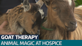 Therapy goats bring comfort to carehomes and hospices across South West - Latest From ITV News