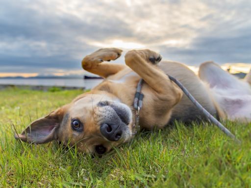 Man 'Accidentally' Adopts a Puppy and the Story Heartwarming