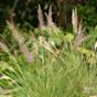 Types of Ornamental grasses