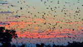 World’s biggest bat colony gathers in Zambia every year: we used artificial intelligence to count them