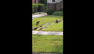 WATCH: Hawks play in sprinkler during NE Ohio heat wave