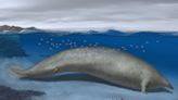 The 'chonkiest' animal ever may have been this massive ancient whale