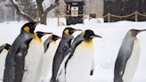 【日本動物園、水族館推薦】玩日本必去動物園、水族館總整理～園區場館特色、門票資訊、營業時間一次看！