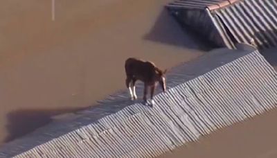 El angustiante rescate de un caballo atrapado por días en un tejado por las inundaciones en Brasil