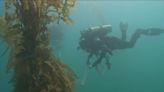 San Clemente's Wheeler Reef is thriving | Earth 8