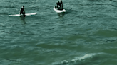 Watch a Huge Gray Whale Cruise Super Close to Surfers in California (Video)