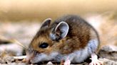 Tahoe-area county reports case of rare virus primarily spread by rodents