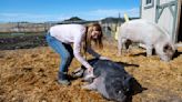 Farm animal sanctuary near Colorado Springs provides home for abandoned, abused livestock