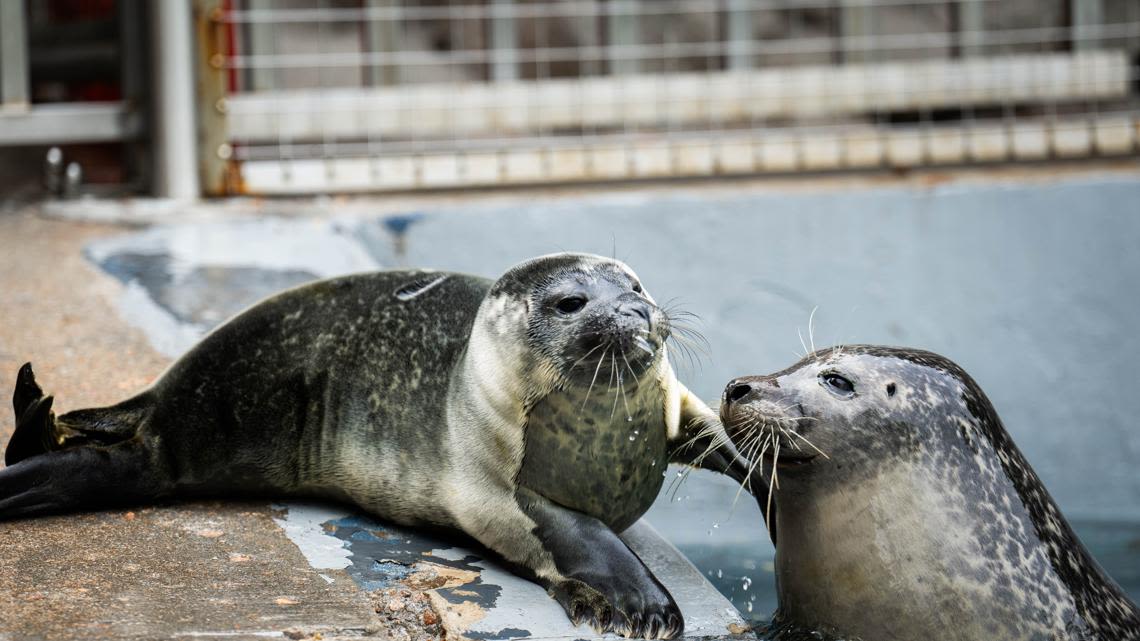 Mystic Aquarium welcomes new harbor seal pup who was born on Mother’s Day