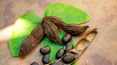 Everything You Need to Know About Mucuna Pruriens