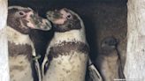 These Gay Penguins Proudly Hatched a Baby Chick