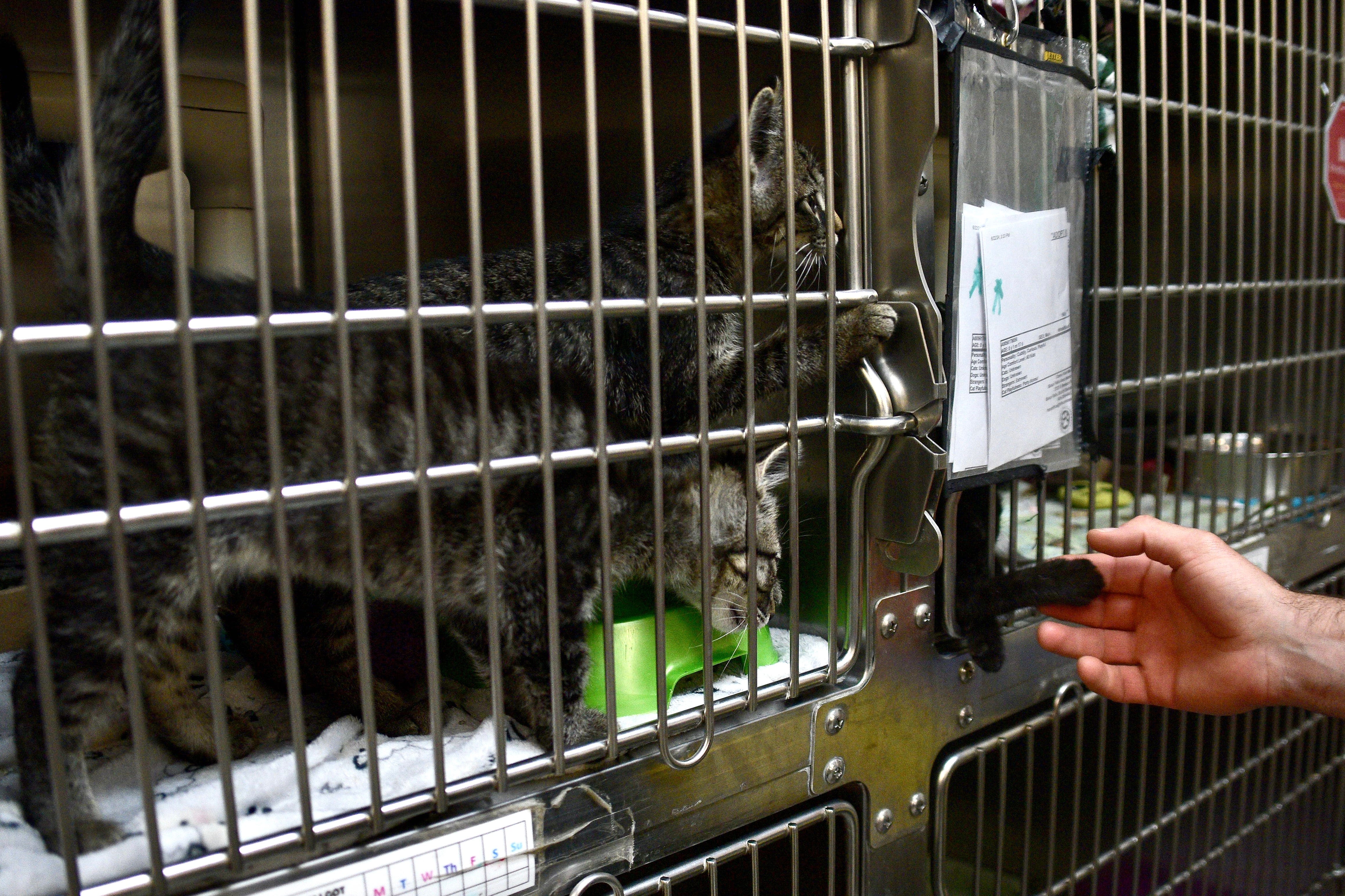 Sioux Falls Area Humane Society over capacity, unexpected equipment donation helps