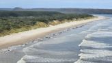 Marine Conservationists Work to Rescue Hundreds of Whales Beached in Tasmania