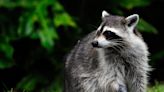 Can you hunt raccoons in Wisconsin?