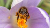 Guerlain renueva su alianza con las abejas un año más (y ya van 171)