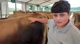 Brotes verdes en un concurso ganadero de Gozón: 'Toñito' tiene 14 años y pasión por las vacas