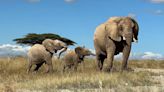 Los elefantes africanos usan nombres para llamarse entre sí, sugiere un estudio