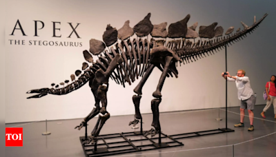 New York auction to sell 150-year-old Stegosaurus skeleton: How much will it cost? - Times of India
