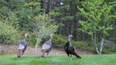 Wild turkey populations declined in some areas of U.S.