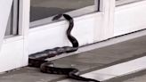 Snakes Nearly on a Plane: Reptile Caught Trying to Enter the Dallas Fort Worth Airport