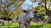 UC Davis Sheepmowers hold climate change poetry campaign throughout April - The Aggie