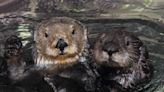 Southern sea otters off California's central coast to keep 'threatened' status, feds say