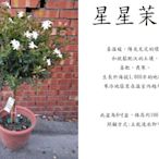 心栽花坊-毛茉莉/星星茉莉/8吋/造型樹/觀花植物/綠化植物售價1400特價1200
