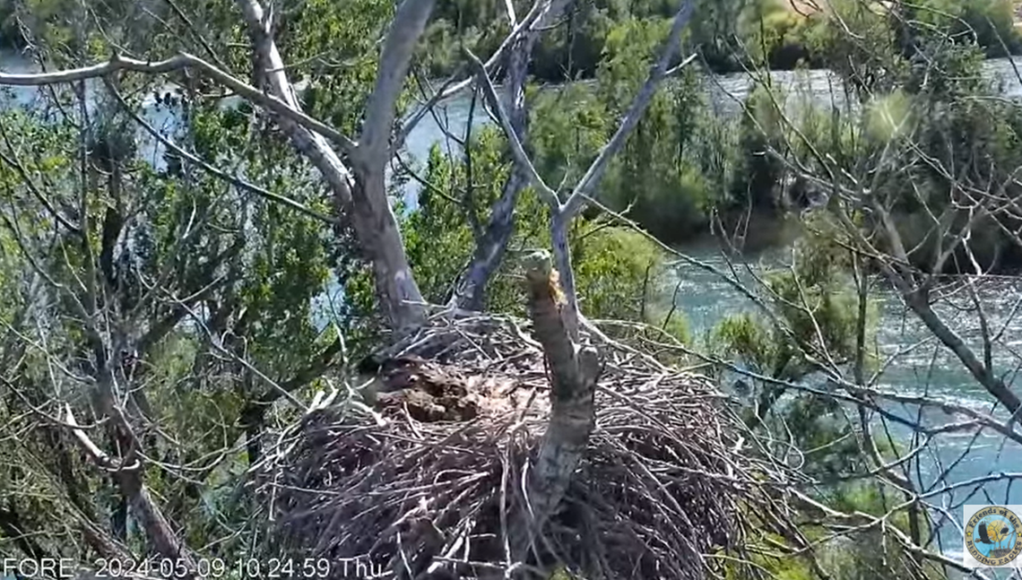 Brother and sister eaglets given ‘very fitting’ names in California nest. See them