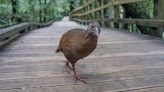 U.S. Reality TV Star Eats Super-Rare Endangered Bird